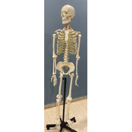 Skeleton for Sale