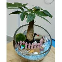 Sand art terrarium plant for sale